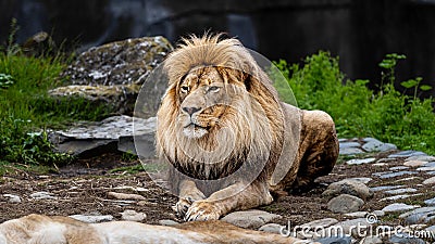 Majestic adult lion reclining on a rocky surface in an idyllic grassy landscape Stock Photo