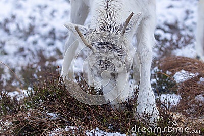 Majestic adult reindeer in snow-covered field in the Cairngorms, Scotland on a foggy day Stock Photo