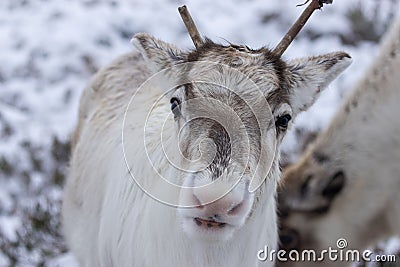 Majestic adult reindeer in snow-covered field in the Cairngorms, Scotland on a foggy day Stock Photo