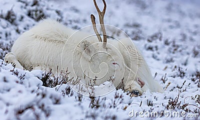 Majestic adult reindeer in snow-covered field in the Cairngorms, Scotland on a foggy day Stock Photo