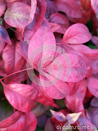 Majestic autumn bloom Stock Photo