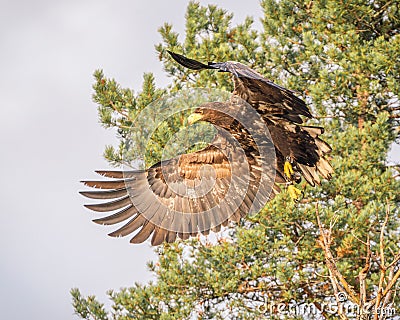 Majestic bald eagle takes flight from its perch in a tree. Stock Photo