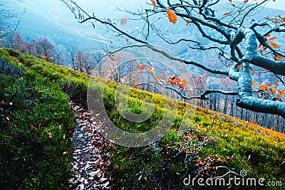 Majestic beech branches with orange leaves at autumn mountains Stock Photo