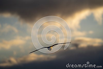 Majestic bird soaring in a cloudy sky with its wings wide open Stock Photo