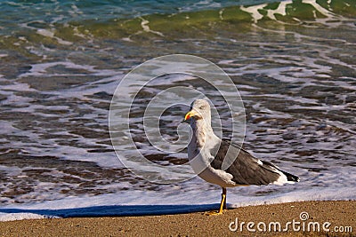 Majestic bird strolling on a Florida beach. Stock Photo
