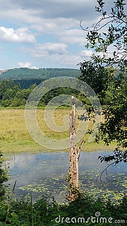 Majestic bird watching territory Stock Photo