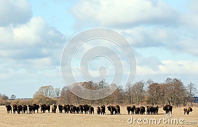 Majestic bison herd grazing on the winter yellow meadow underneath the snowy canopy Stock Photo