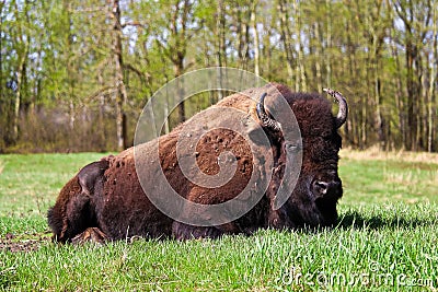 A majestic bison lying down in a grazing field Stock Photo