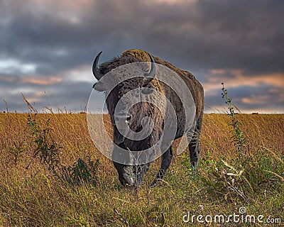 Majestic bison stands in a lush field. Stock Photo