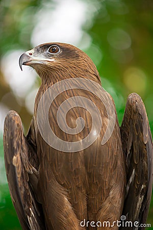 Majestic black kite posing Stock Photo