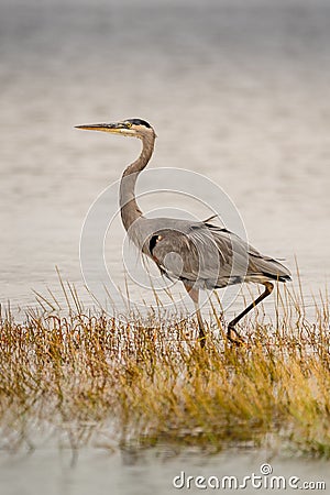 The Majestic Blue Heron Stock Photo