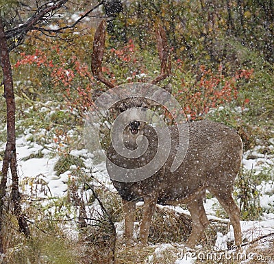 A Majestic Buck in an Autumn Snow Stock Photo