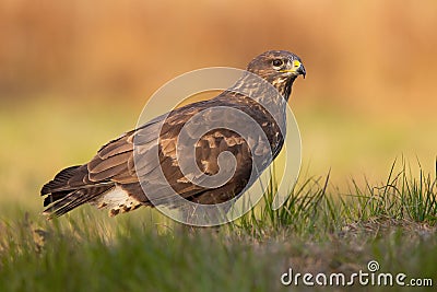 Majestic common buzzard sitting on the ground in autumn. Stock Photo
