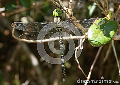 Majestic Dragonfly in Close-up: Regal Darner in Full Glory Stock Photo