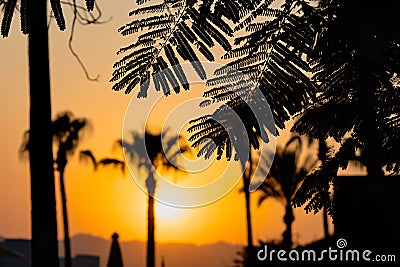 Majestic dusk in tropics. Goden sunset sky with beautiful silhouette coconut palm tree, leaves and mountains in the Stock Photo