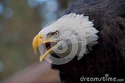 Majestic eagle calling with open beak and intense expression in its eyes Stock Photo