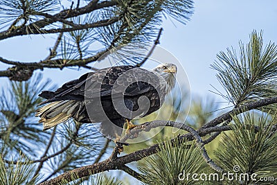 Majestic eagle perched in tree Stock Photo