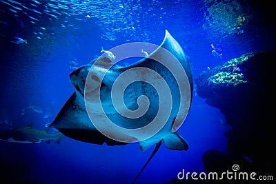 A majestic eagle ray glides through an expansive aquatic tank Stock Photo