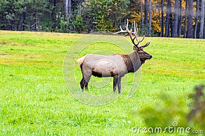 Majestic elk in an open grassland with its impressive antlers in Benezette, Pennsylvania Stock Photo