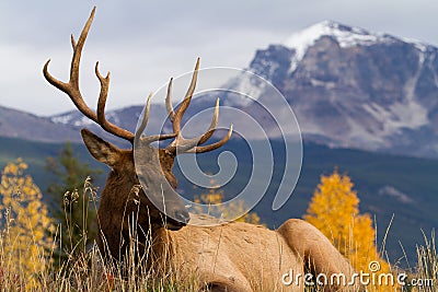 Majestic Elk Stock Photo