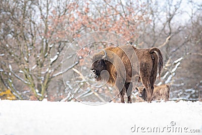 Majestic european bison male looking angry in white snowy woodland Stock Photo