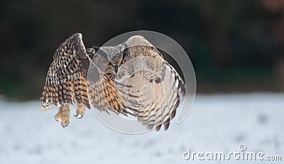 Majestic European eagle owl soars above a wintery landscape. Stock Photo