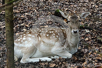 Majestic European fallow deer (Dama dama) in a lush forest surrounded by vibrant green foliage Stock Photo