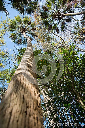 Majestic Florida Palm Trees Stock Photo