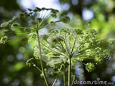 Majestic flowers of angelica blooming Stock Photo