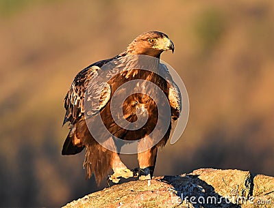 a majestic golden eagle in spain Stock Photo