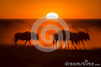 A majestic golden sunrise with a herd of silhouetted Wildebeest kicking up the dust in the foreground Stock Photo