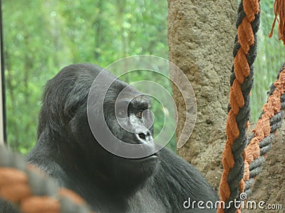 A gorilla gazing into the distance Stock Photo