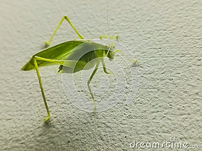 The majestic grasshopper Stock Photo