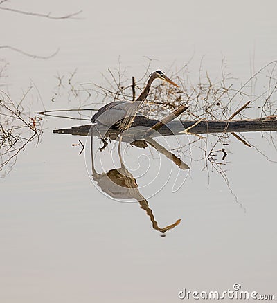 A majestic gray heron is perched on driftwood in a reflective lake Stock Photo