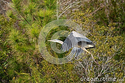 Majestic Great Blue Heron captured in a sandy shoreline in North Carolina Stock Photo