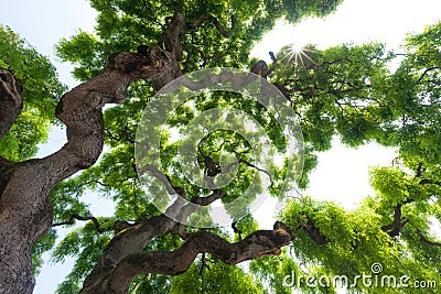 Majestic, green crown of tall, large elm tree with gnarled, twisted branches Stock Photo