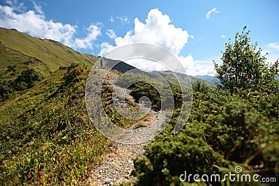 Majestic green mountains, relaxation in the mountains, nature, flowering meadows, sunny day Editorial Stock Photo