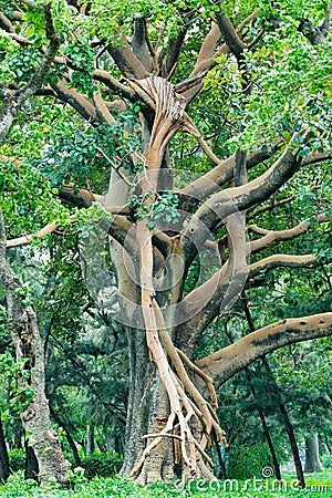 Majestic green tree in city park Hawassa, Ethiopia Stock Photo