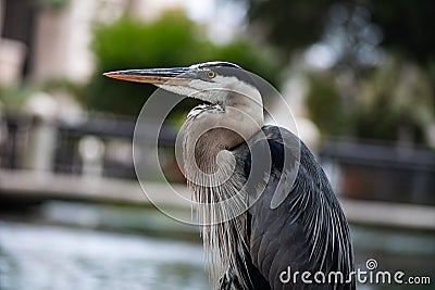 Majestic heron at the edge of a tranquil pond, vigilantly searching for its next meal Stock Photo