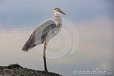 Majestic heron perched on a shoreline boulder Stock Photo