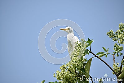 Majestic Heron Perched on Vibrant Green Branch Stock Photo