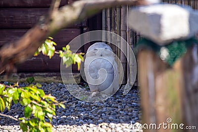 Snowy Owl (Bubo scandiacus) spotted outdoors Stock Photo