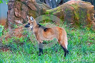 Majestic and imposing Maned Wolf (Chrysocyon brachyurus) in natural environment , selective focus. Stock Photo