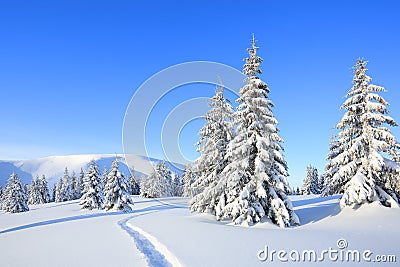 Majestic landscape in the cold winter morning. The wide trail. Christmas forest. Wallpaper background. Stock Photo