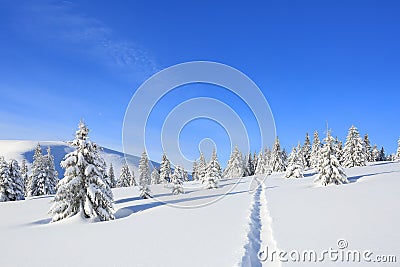 Majestic landscape in the cold winter morning. The wide trail. Christmas forest. Wallpaper background. Location place the Stock Photo