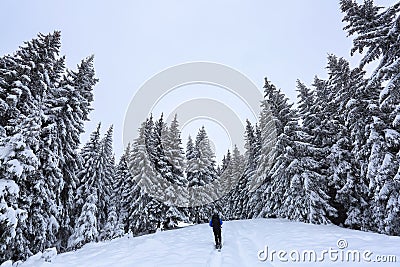 Majestic landscape in the cold winter morning. The wide trail. Christmas forest. Wallpaper background. Stock Photo