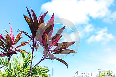 Majestic landscape. Tropical plants on a sky background. Bali island, Indonesia. Stock Photo