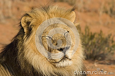 Majestic Lion Stock Photo