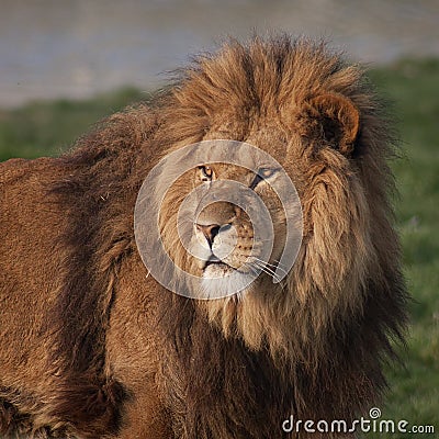 Majestic lion Stock Photo