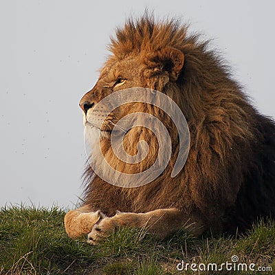 Majestic lion Stock Photo